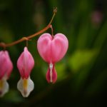 coeur de Marie, la fleur de la résolution de la dépendance amoureuse